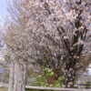 房内の桜