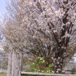 房内の桜