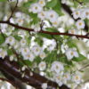 エゴの木が白い花を咲かせ満開です！！